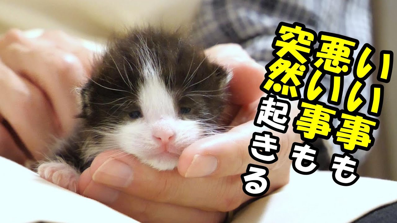 突然、ミルクを飲まなくなった子猫の為に出来る事【赤ちゃん猫　保護猫】