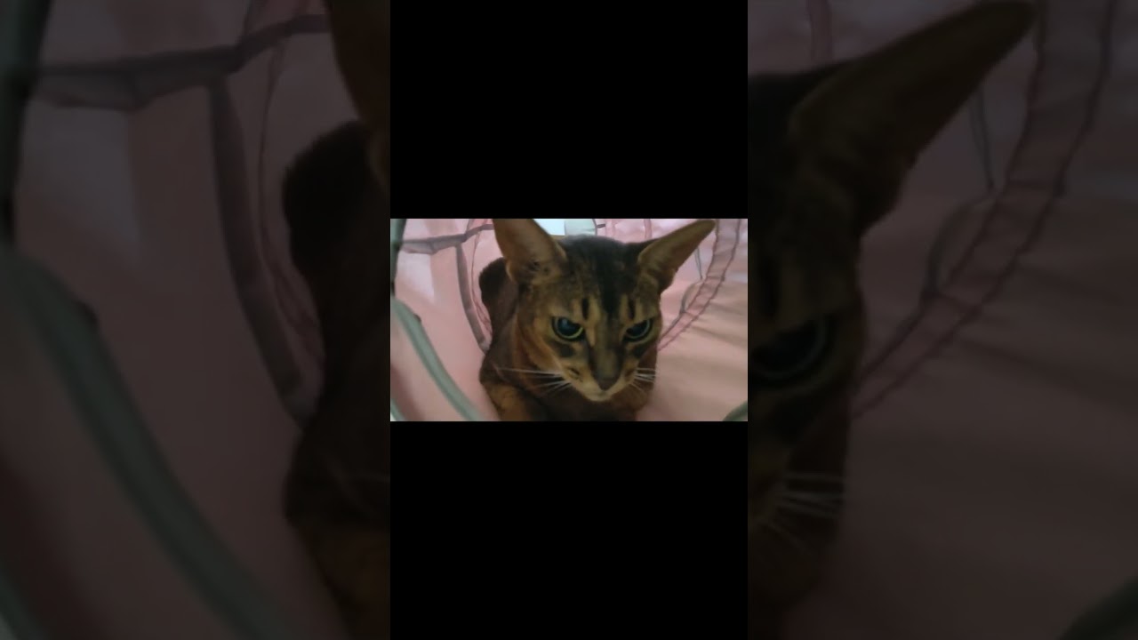 ネコ動画あび#683　#shorts　あびの毎日　アビシニアン　あび