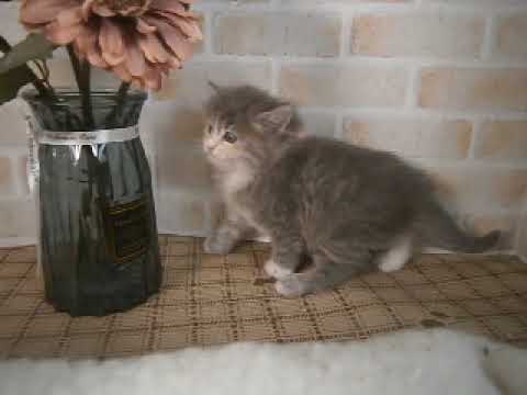 632121 ノルウェージャン・フォレストキャット