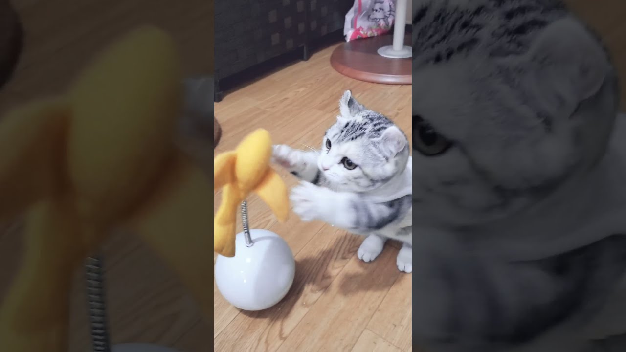 [子猫] (短足マンチカン×アメリカンカール)キンカロー~ 思い切りおもちゃで遊んでる子猫の姿が可愛いです  #S10