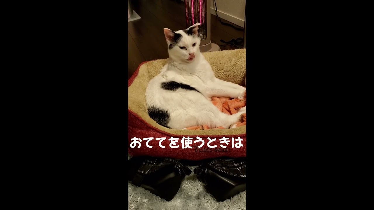 2022年4月25日#かわいい #猫 #ネコ #ねこ部 #せっちゃん #せつこ #ぽんぽんおしっぽせつこちゃん#ジャパニーズボブテイル#猫動画