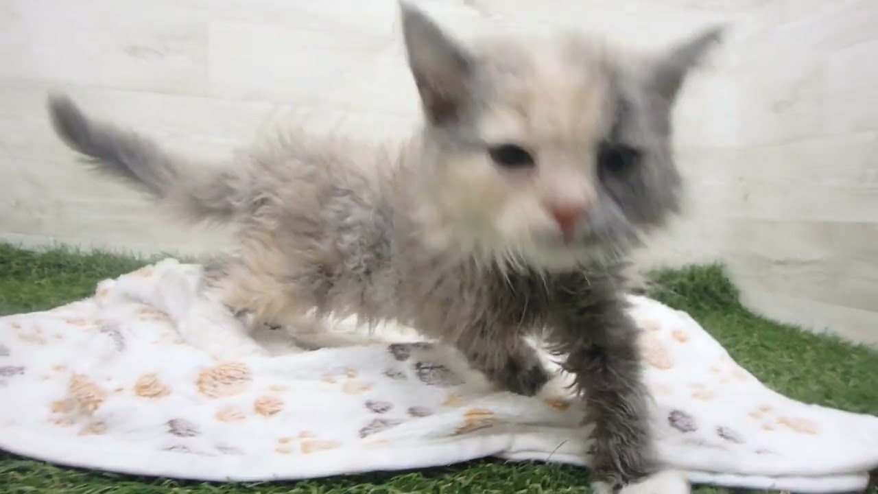 Coo&RIKU　No00633233 セルカークレックス