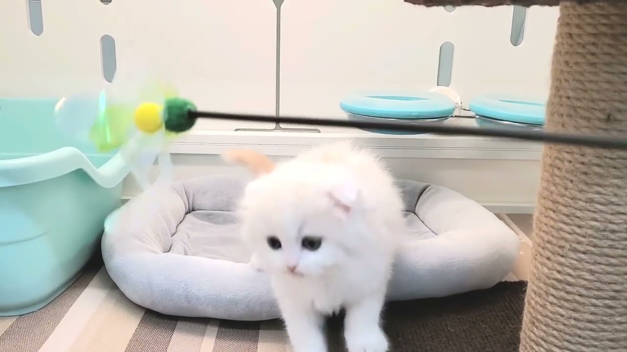 スコティッシュフォールド