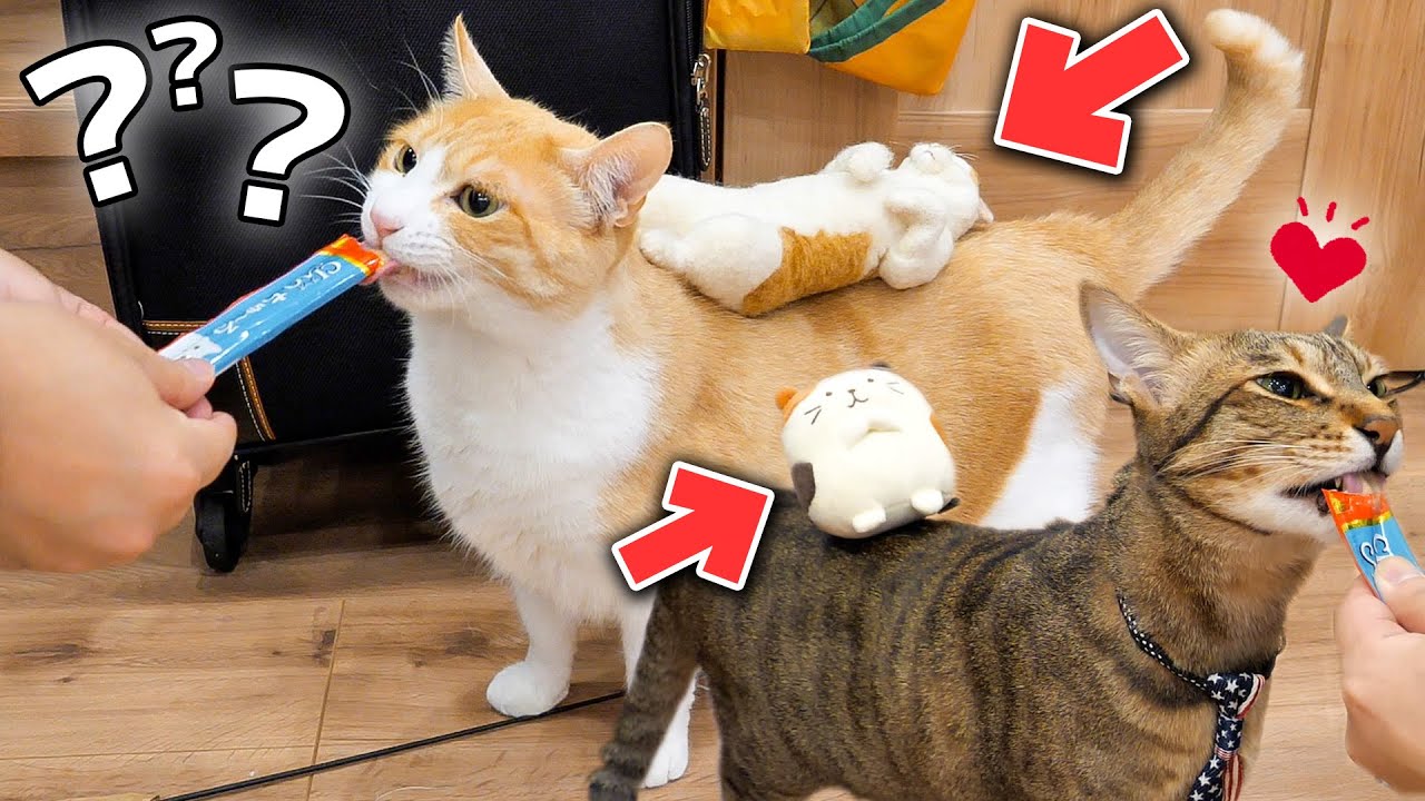 おやつに夢中すぎて背中に何を乗せても気づかない猫たちが可愛すぎるwwww