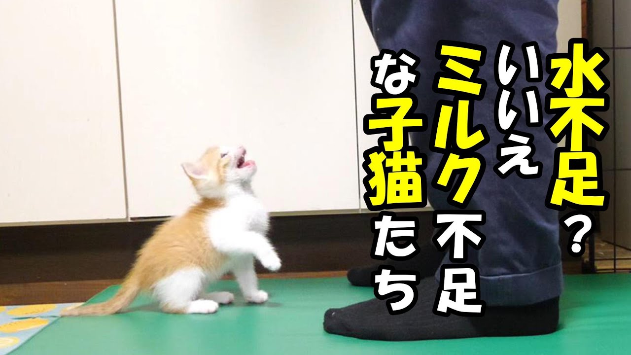 ふたりボッチの子猫がミルクの準備に大慌てする。【赤ちゃん猫　保護猫】