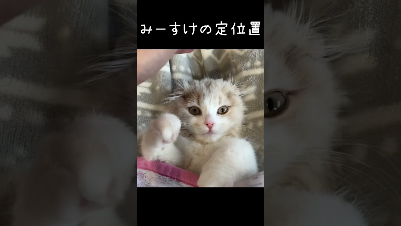 足の間のくぼみがお気に入り #shorts #スコティッシュフォールド #かわいい #垂れ耳