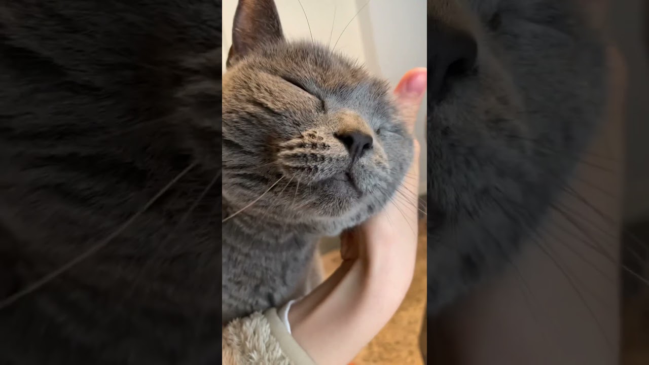 なでなでが気持ち良いねこ【シャルトリュー/Chartreux cat】#shorts