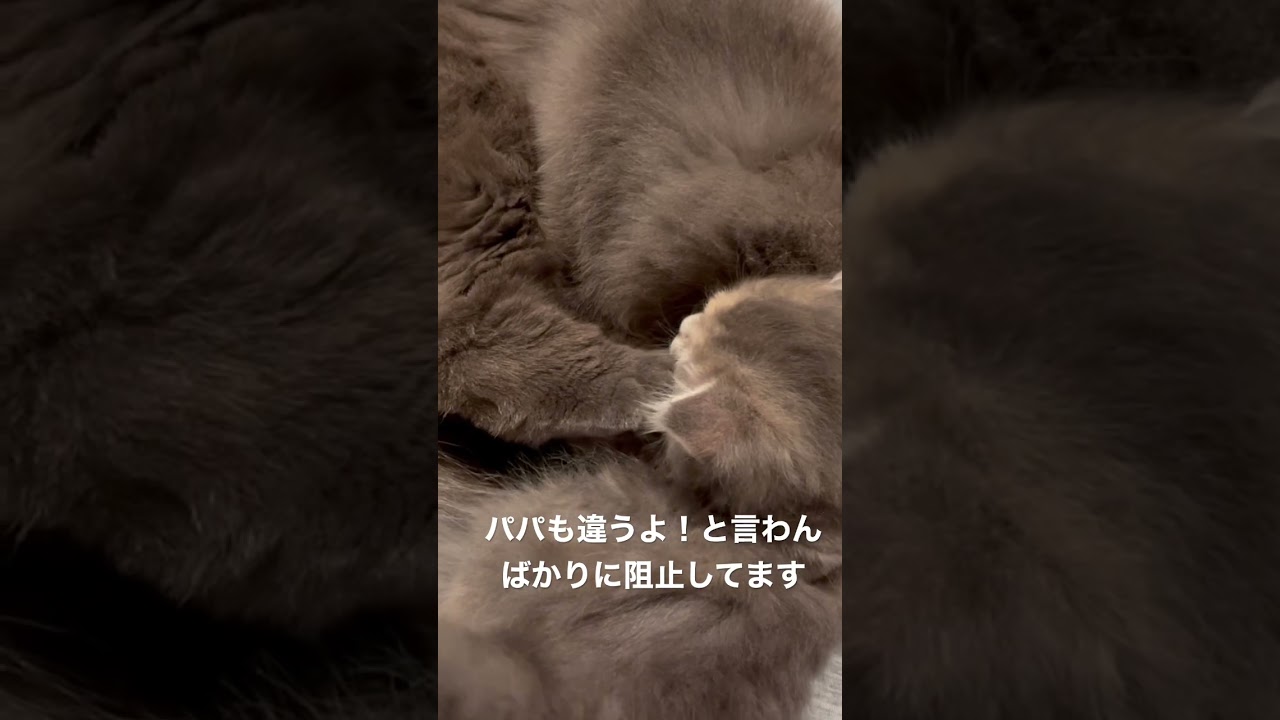 間違えてパパのおっぱいを吸いに行くラガマフィン赤ちゃん　#猫のいる暮らし #ragamuffin #kitten