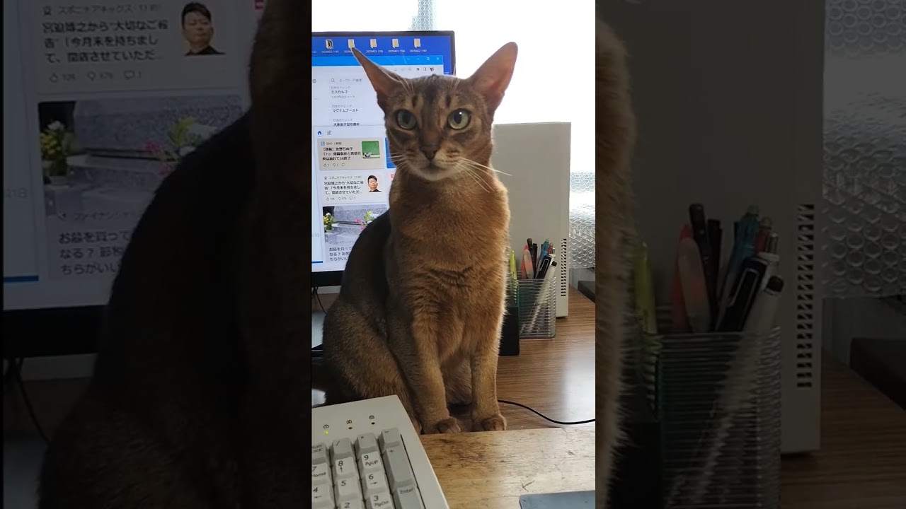 ネコ動画あび#1169　#shorts　あびの毎日　アビシニアン　あびブログ