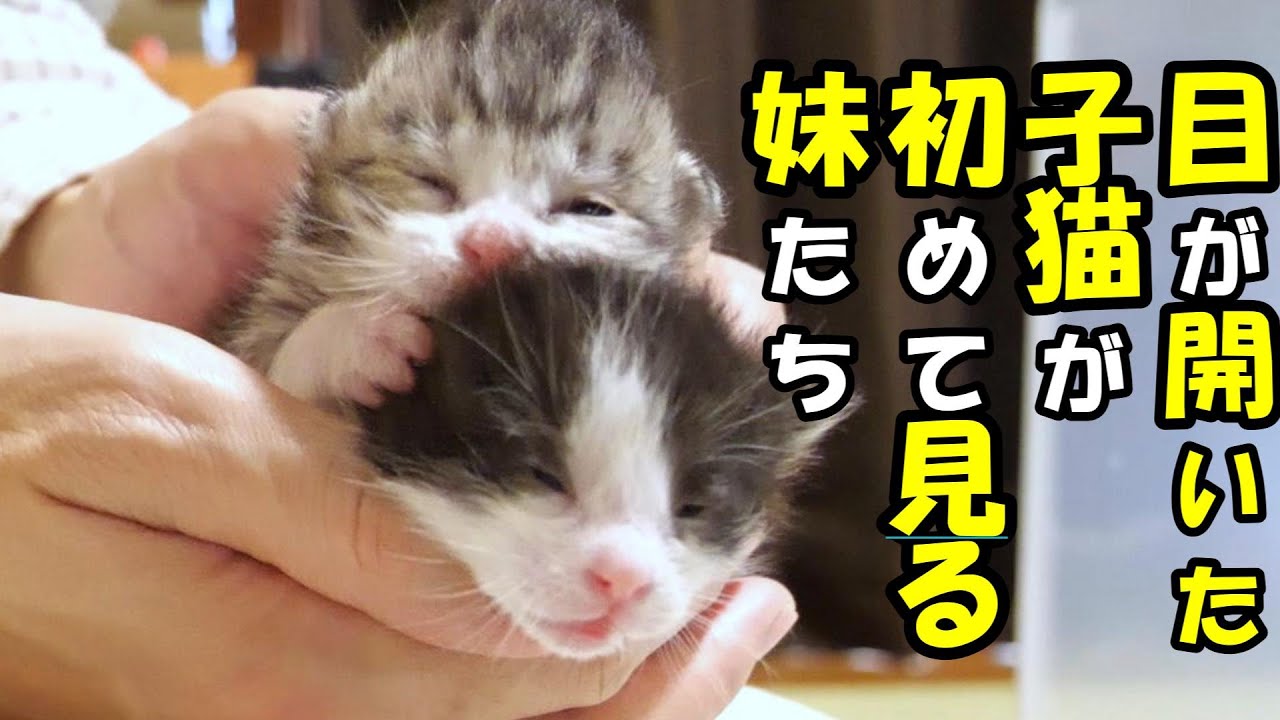 初めて見る世界はびっくりする事だらけの子猫【赤ちゃん猫　保護猫】