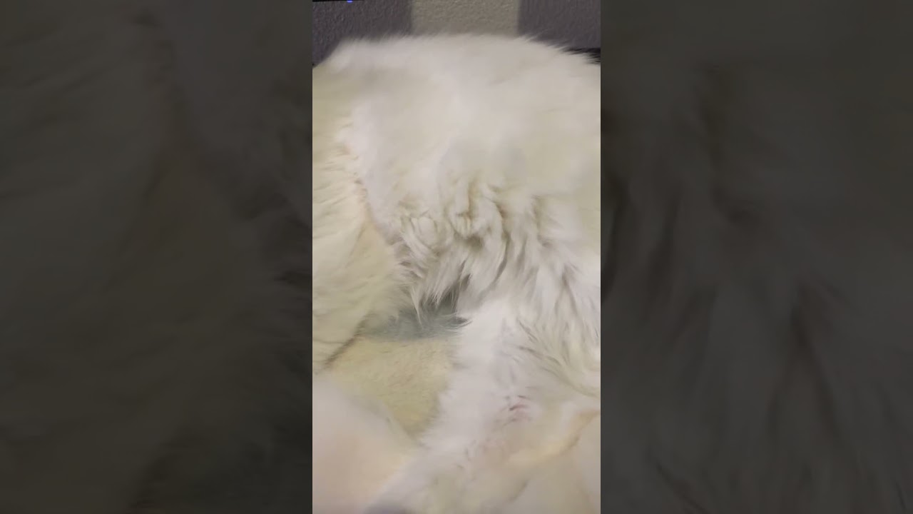 sleep cat #cat #ねこ #ねこのいる生活 #ラガマフィン #ragamuffin #shorts