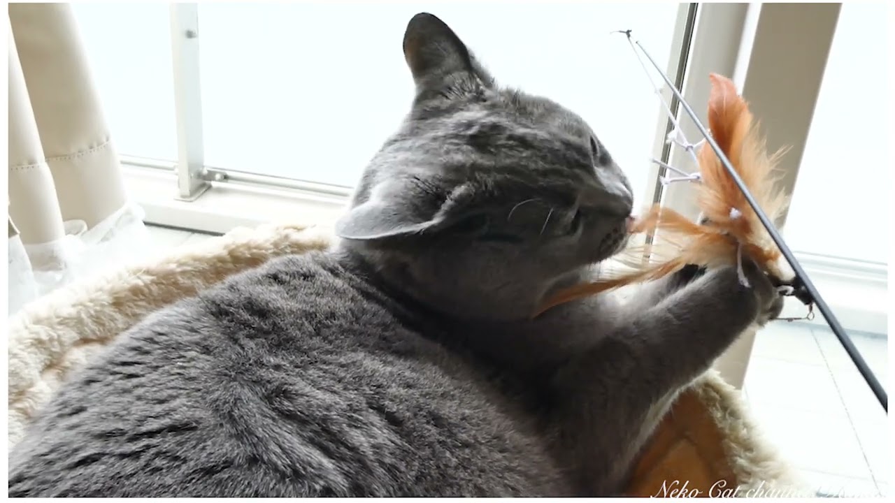 大人になっても遊びたい猫 シャルトリュー - He is eternal child.