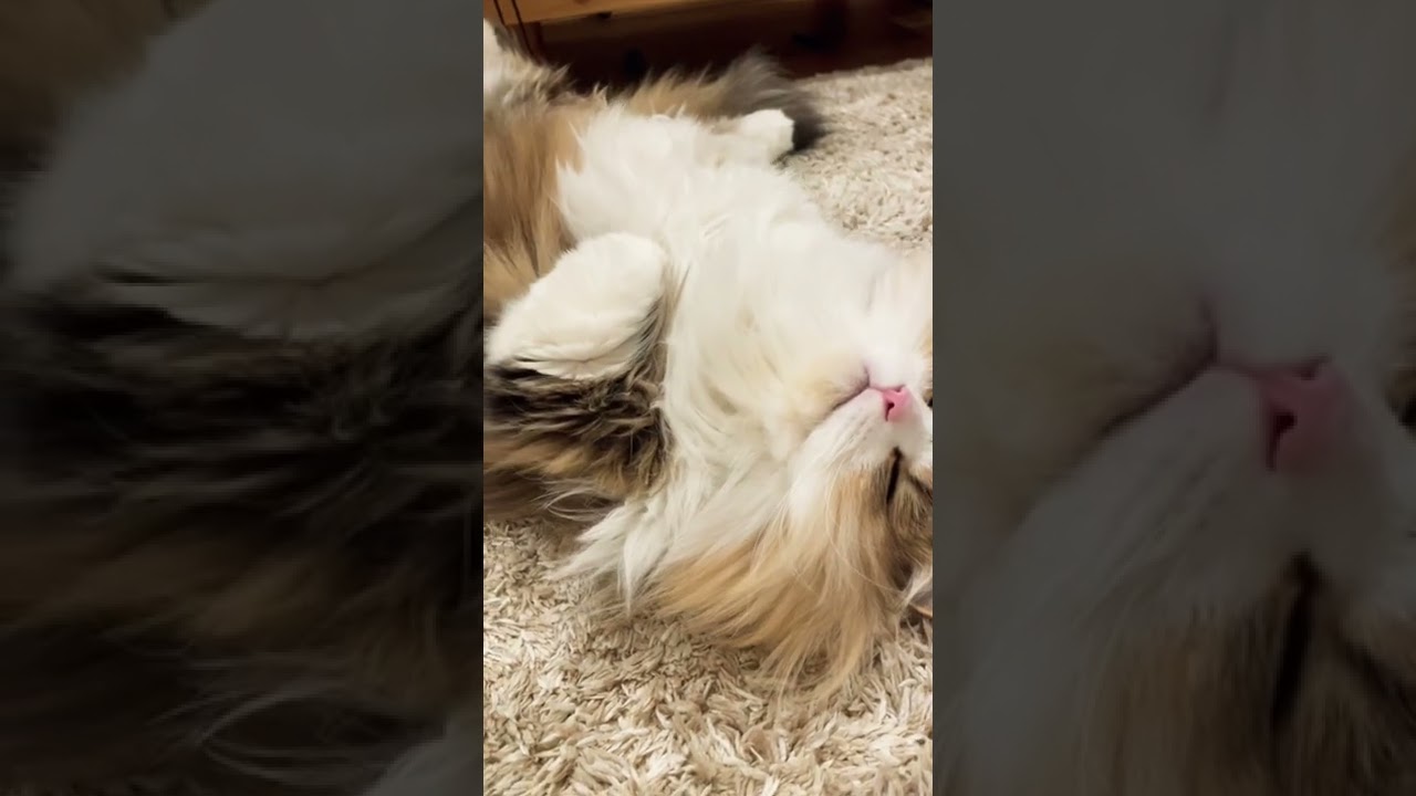 もふもふ猫ちゃん落ちてた！