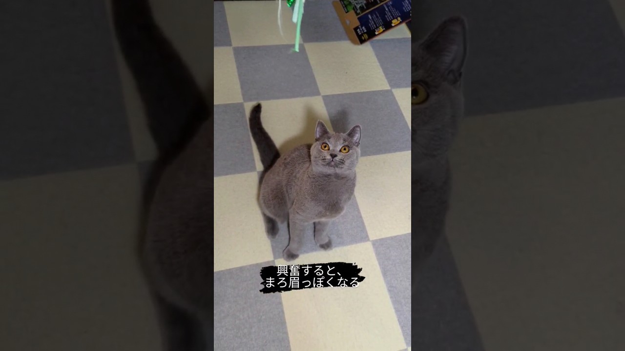 少しだけ、まろ眉に戻った猫 #猫 #ねこ #シャルトリュー #cat #Chartreux #猫のいる暮らし #猫部 #ねこ好き #猫好き #ねこ部 #こてつ #まろ眉 #shorts