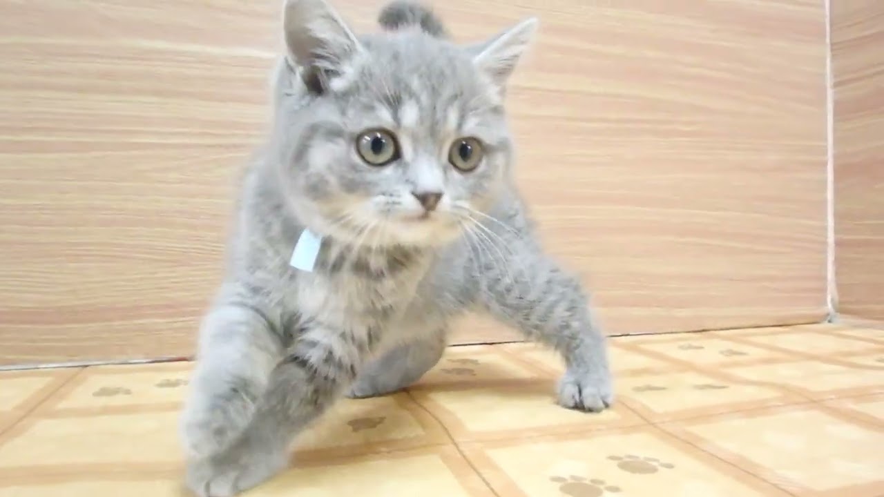 Coo&RIKU　No00626014 ブリティッシュショートヘアー