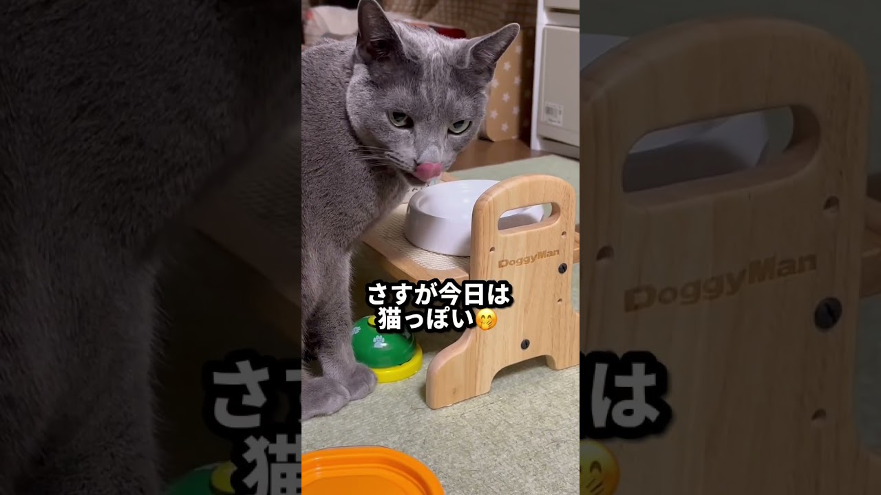 【ロシアンブルー】めろん今日は2月22日ニャンコの日💗🥰【猫】#shorts