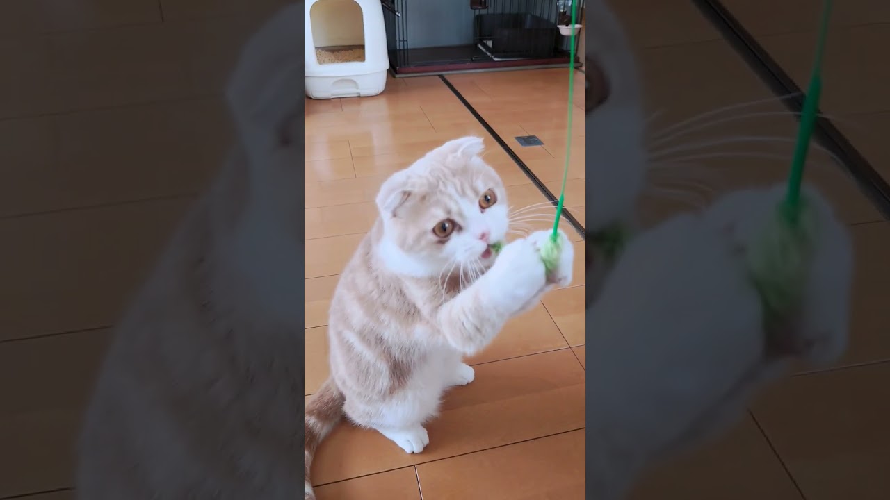 器用な両手？でキャッチ　スコティッシュホールド　クリームタビーホワイト