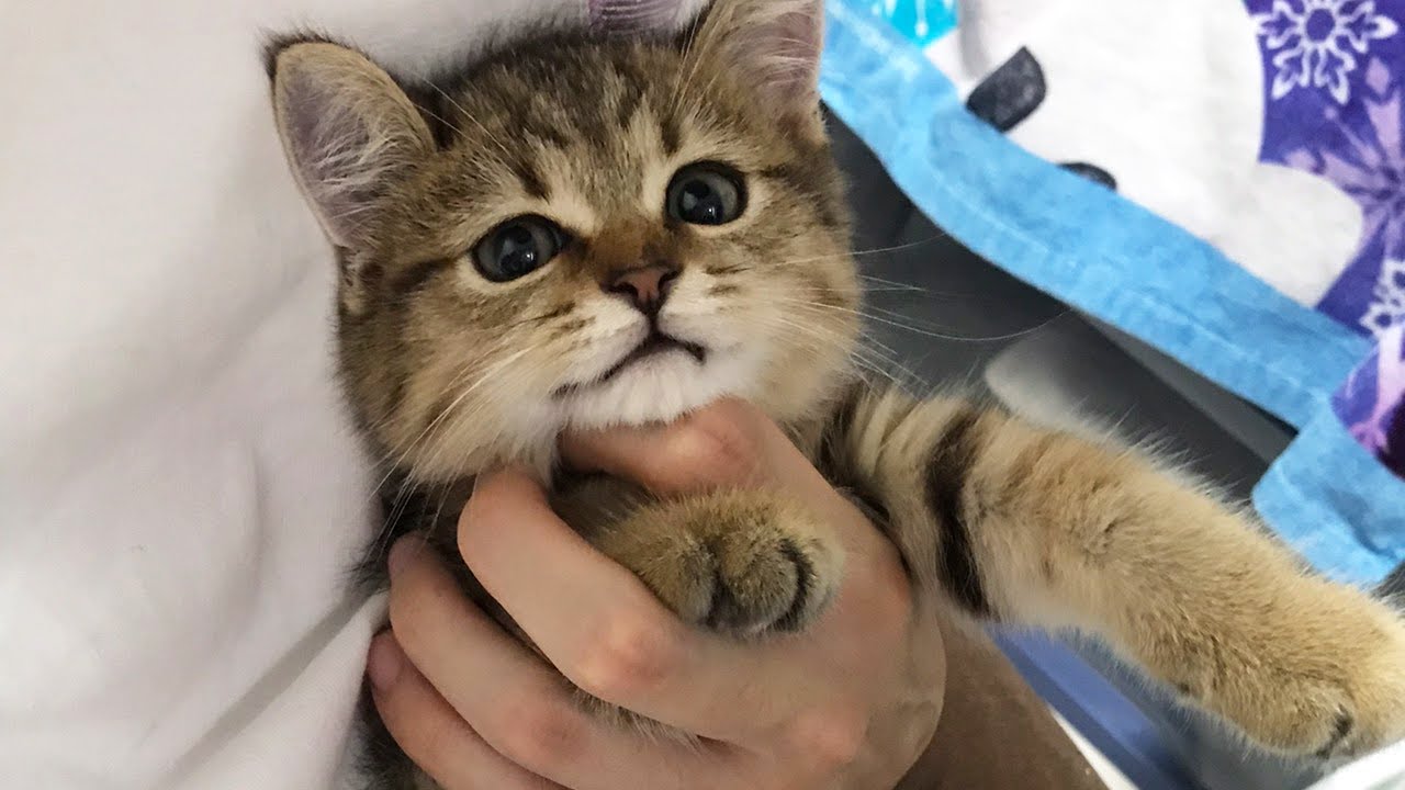 【再認識】子ライオンの子猫時代を今一度ご覧いただこう