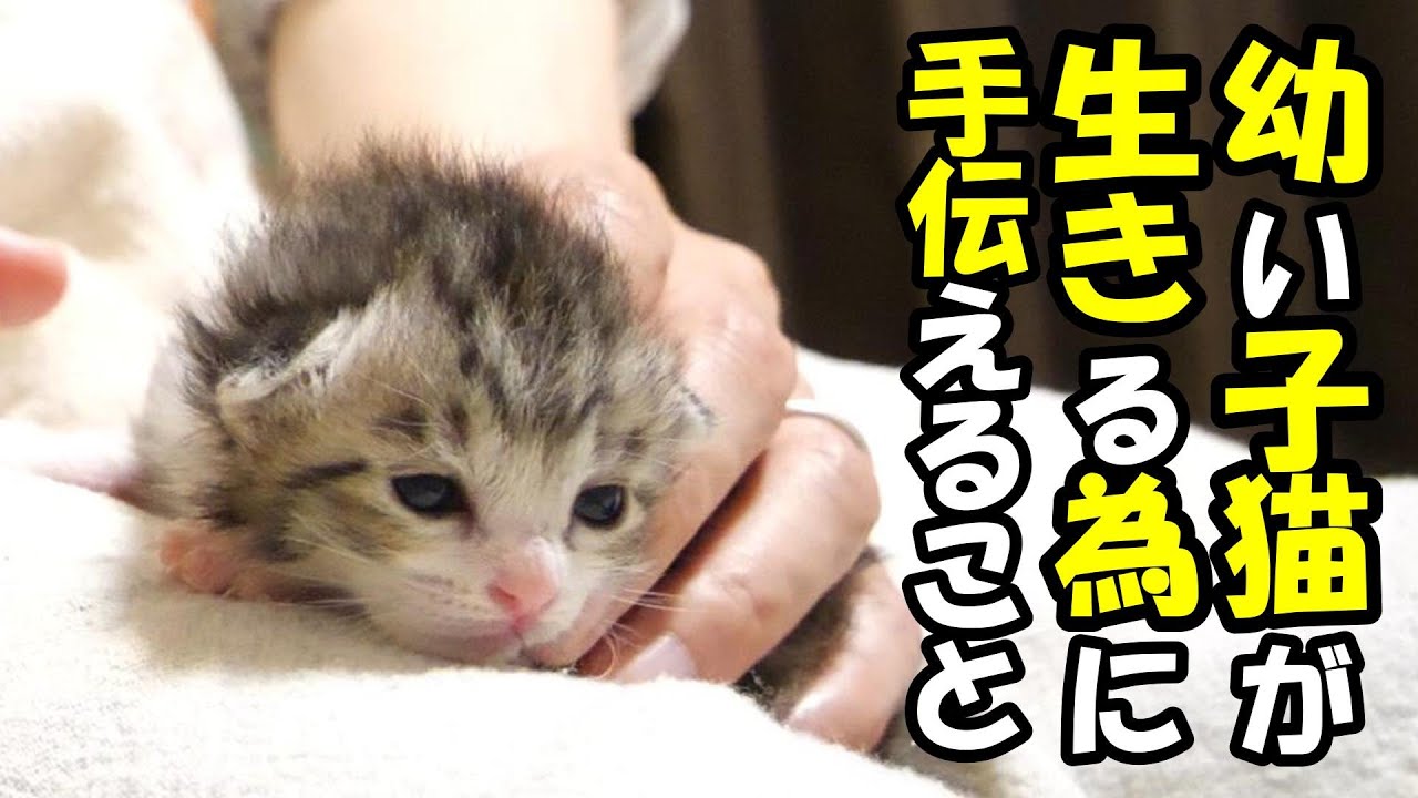 幼い子猫の為に手伝えること。【赤ちゃん猫　保護猫】