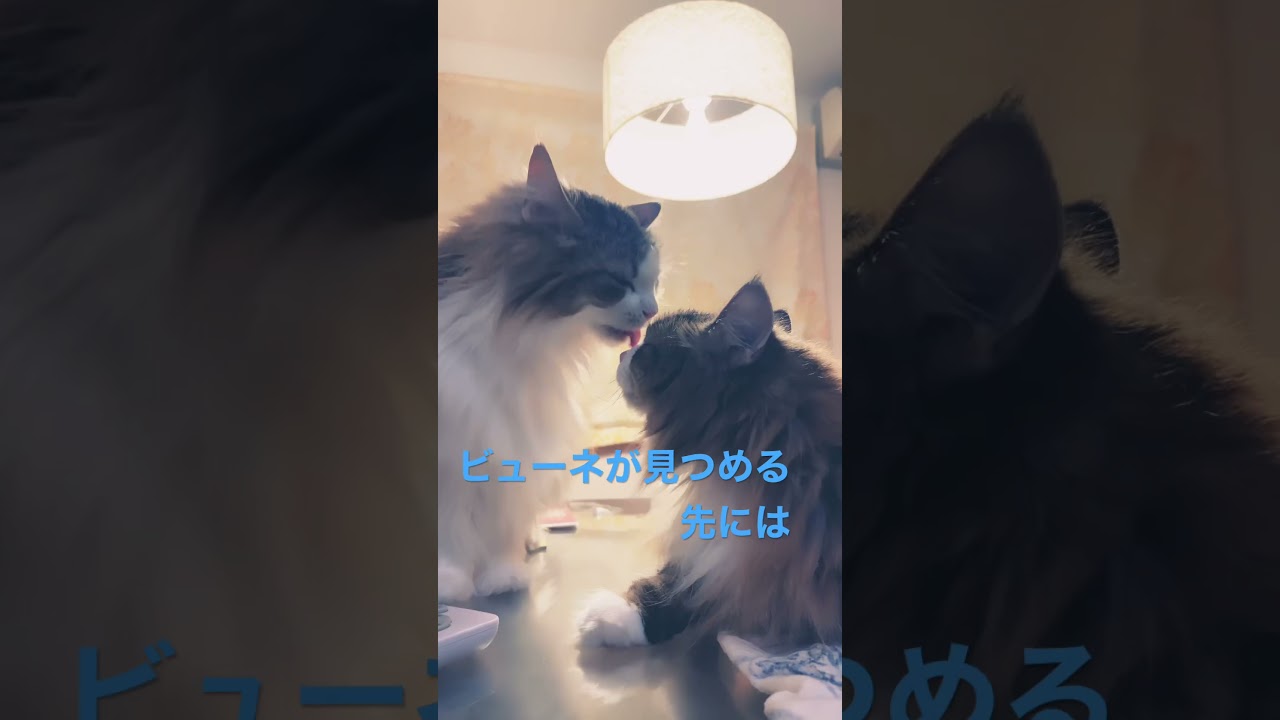 ビューネが見つめる先に!笑 #cat #cats #ノルウェージャンフォレストキャット #shortsvideo #猫 #猫動画 #かわいい #大型猫 #猫との暮らし #かわいい猫 #shorts