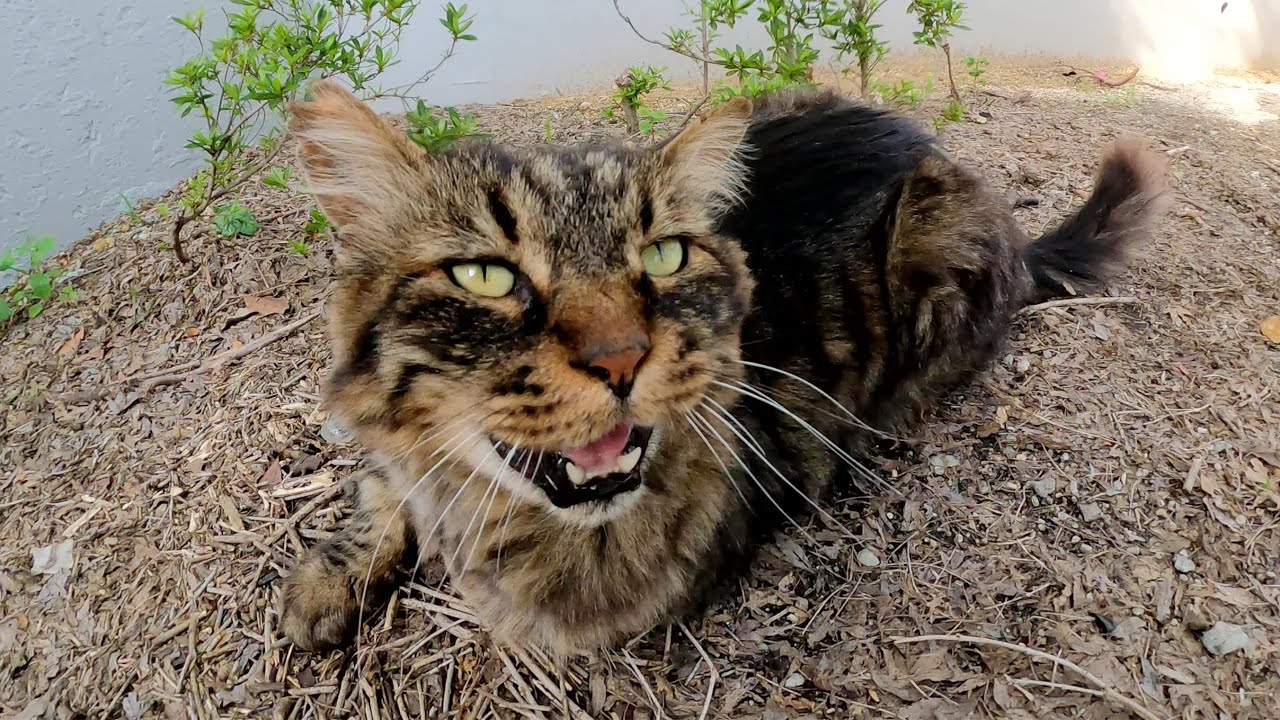メインクーンのような大きな猫を落ち葉のカーペットの上でくつろぐ