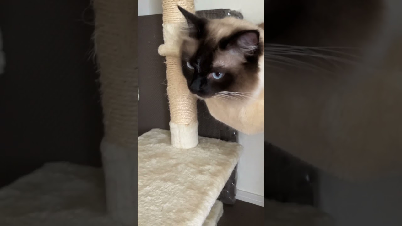 キャットタワーでくつろぐラグドールのたぬきに似た子猫たち #ragdoll #kitten #ラグドール #子猫 #ねこのいる生活