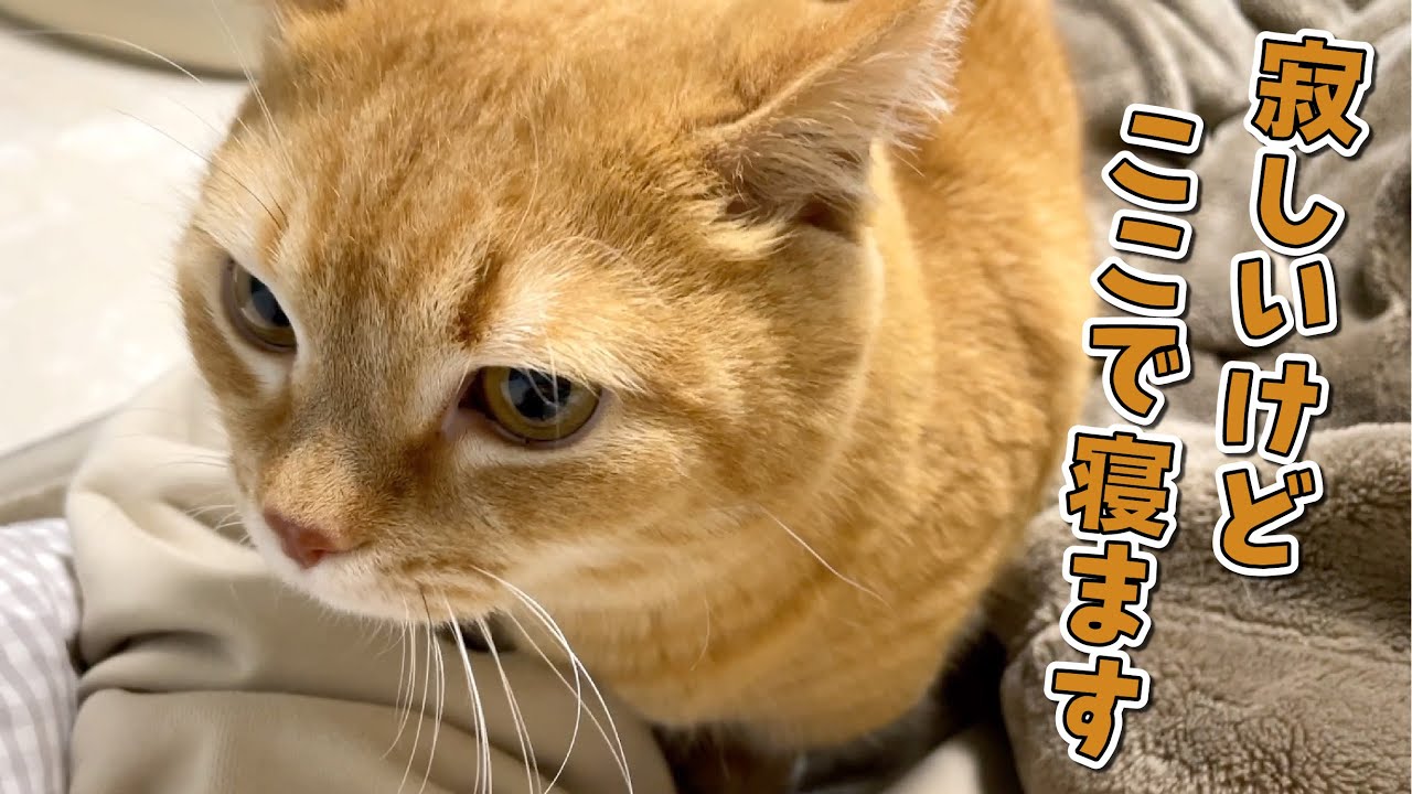 パパが風邪をひいたのでママと一緒にソファで寝る猫