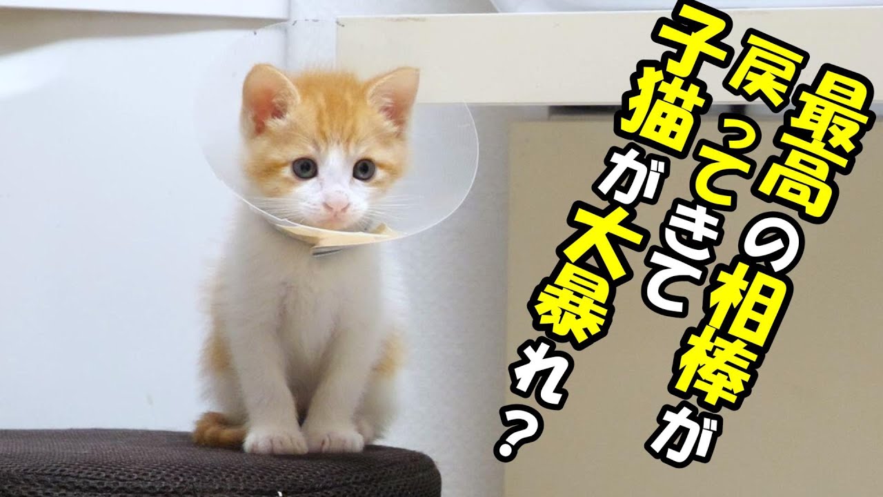 ふたりボッチの子猫、ふたりは最高の相棒でした。【赤ちゃん猫　保護猫】