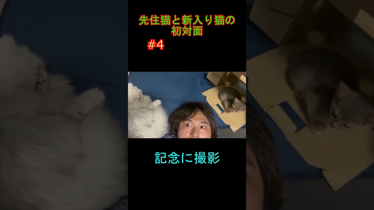 先住猫と新入り猫の初対面 #4 ペルシャとアビシニアン
