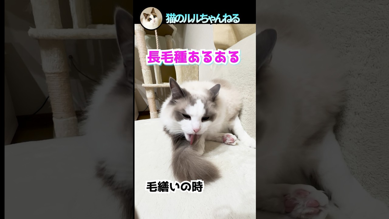 長毛種猫のあるある言うよ #ラグドール #ragdoll #shorts #あるある