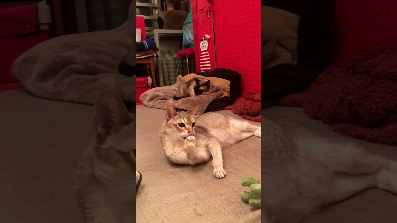 恐竜さんに逃げられたのでお爪をガジガジしてごまかす猫なのにゃ♪