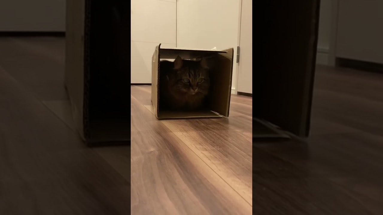 〜ちょうどいい箱におさまるアメリカンカール〜