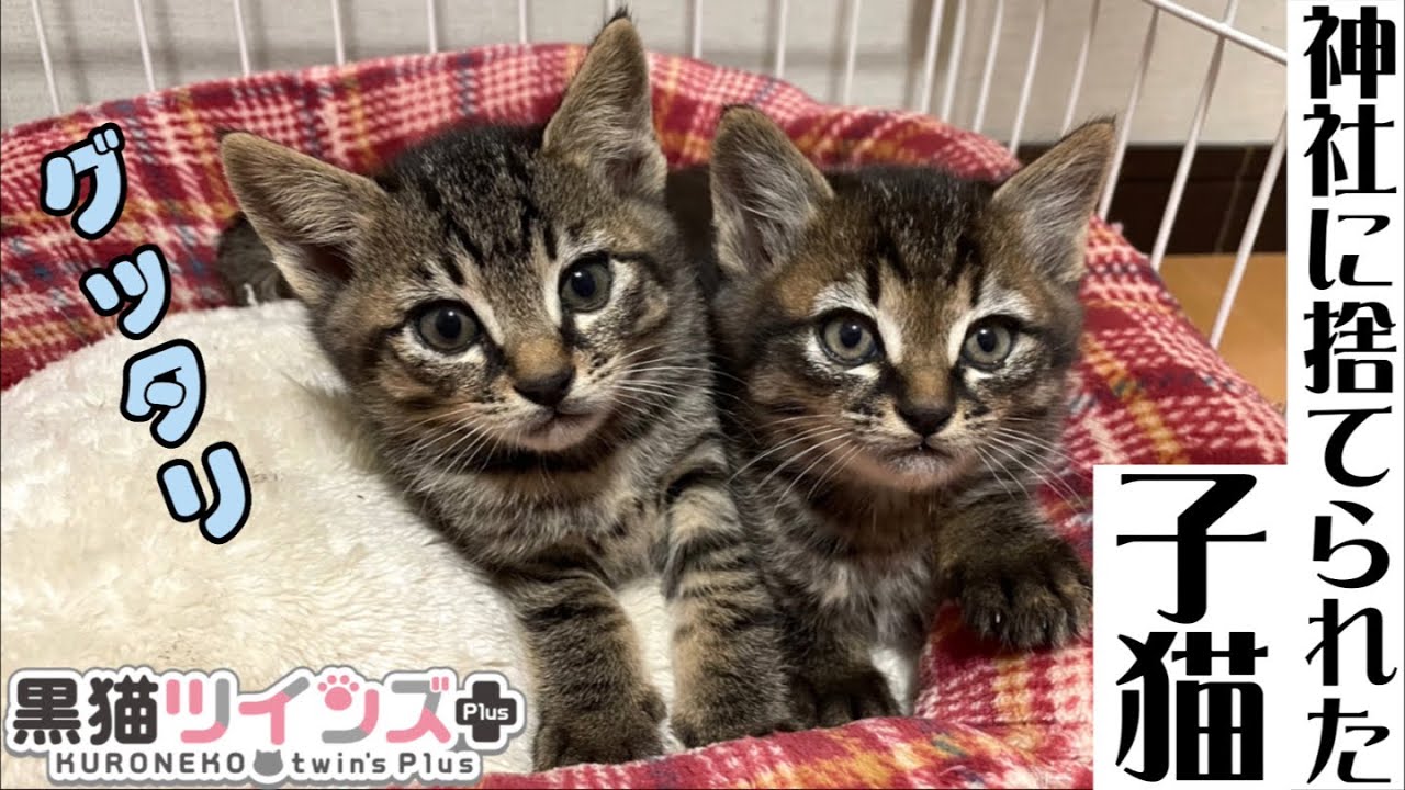【神社に捨てられた子猫】恐怖で一晩中眠れなかったんだね…