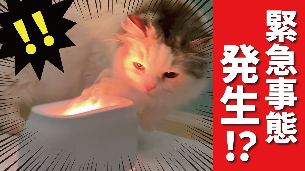火災発生！？緊急事態に猫がとった行動とは…！？【関西弁でしゃべる猫】