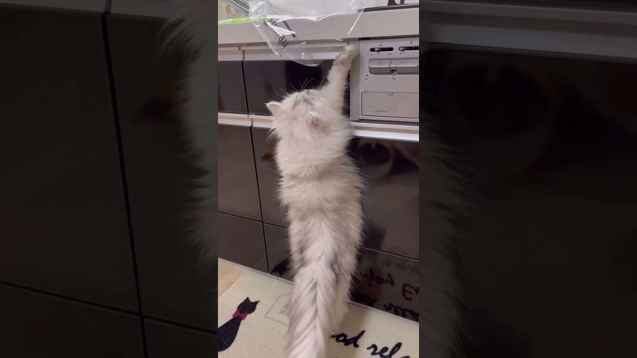ペルシャ女子の『届かないニャ〜』#shorts #ペルシャ #猫動画 #ステクル