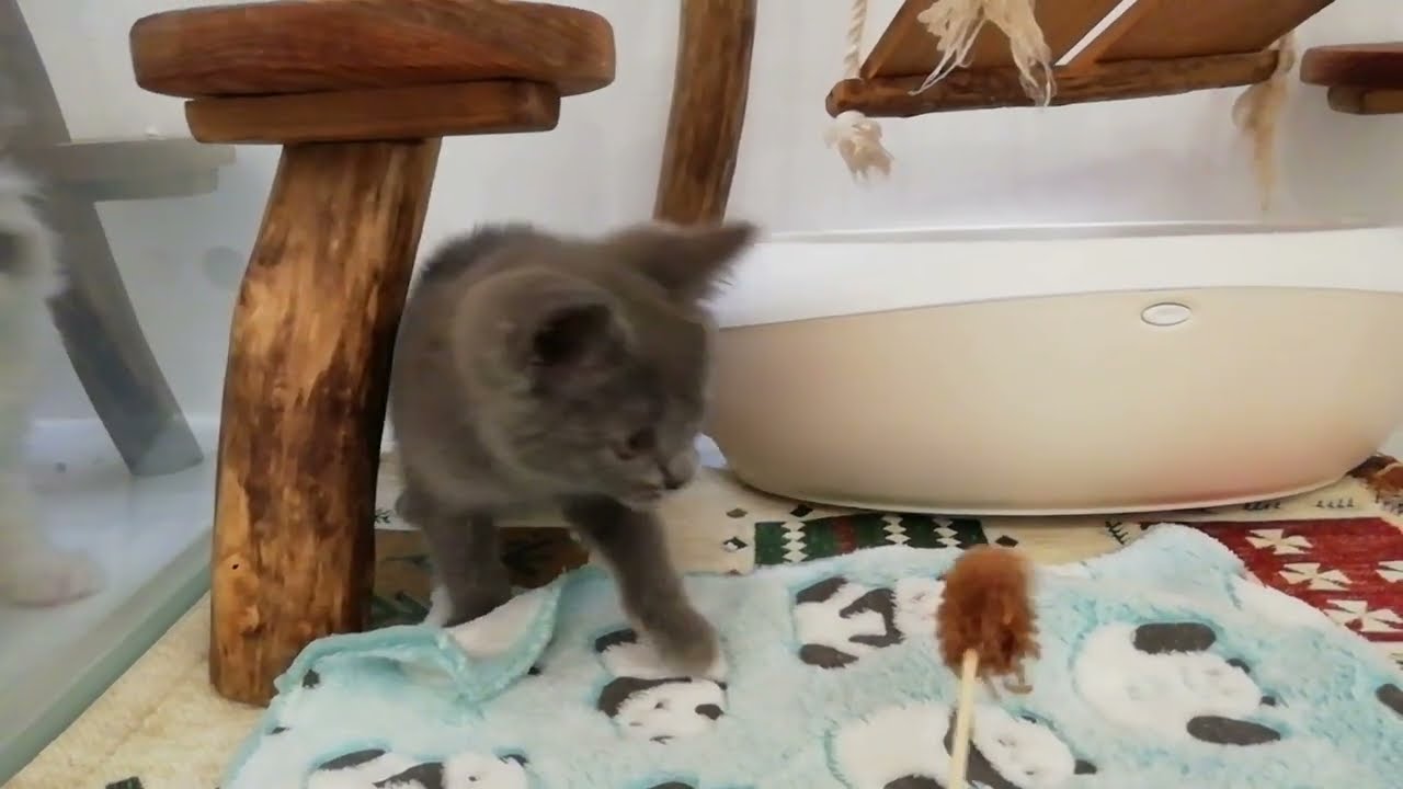 シャルトリュー 女の子 2023/1/19生まれ