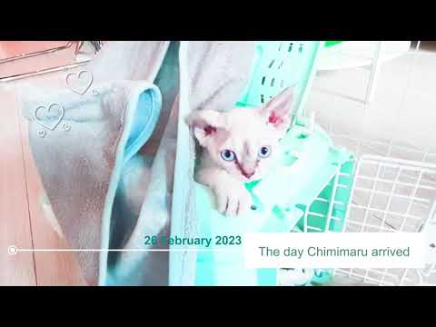 [DAY 1 -2nd half] Devon Rex kitten has arrived! / 「後半」デボンレックスの子猫がうちにやってきました！