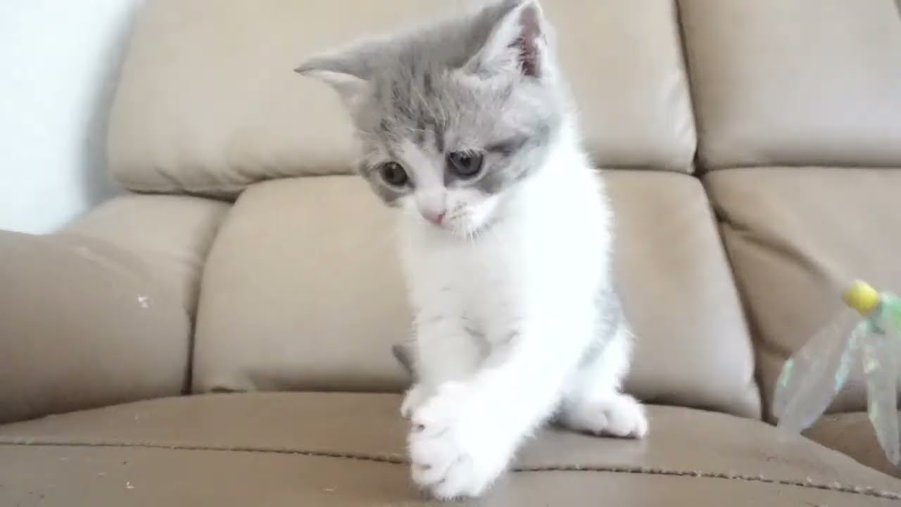 ブリティッシュショートヘアー子猫　British Shorthair　2023.2.12産まれ　ブルータビー&ホワイト　女の子　シーダキャット猫のお店