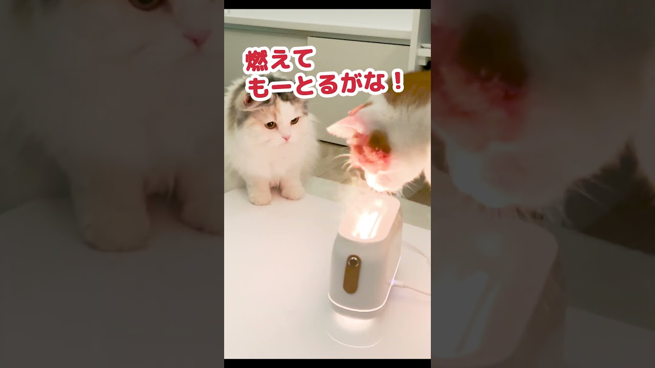 発火事件が発生して慌てる猫 #Shorts