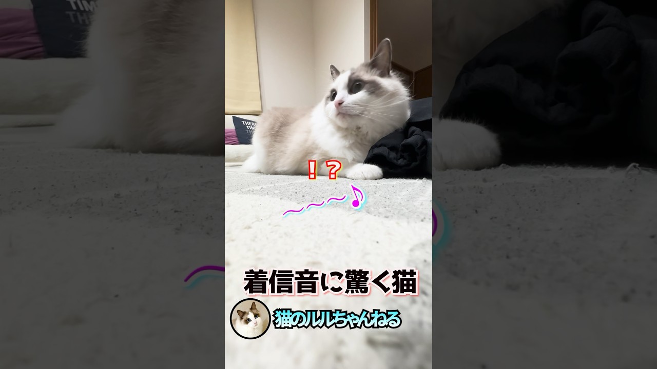 着信音に驚く姿が可愛い猫 #ラグドール #ragdoll #shorts