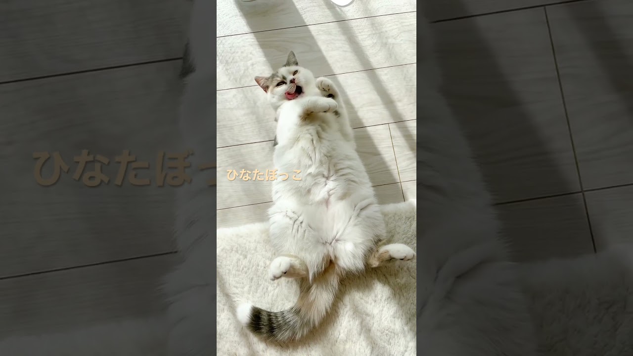 可愛すぎるひなたぼっこの姿♡#shorts  スコティッシュフォールド 子猫