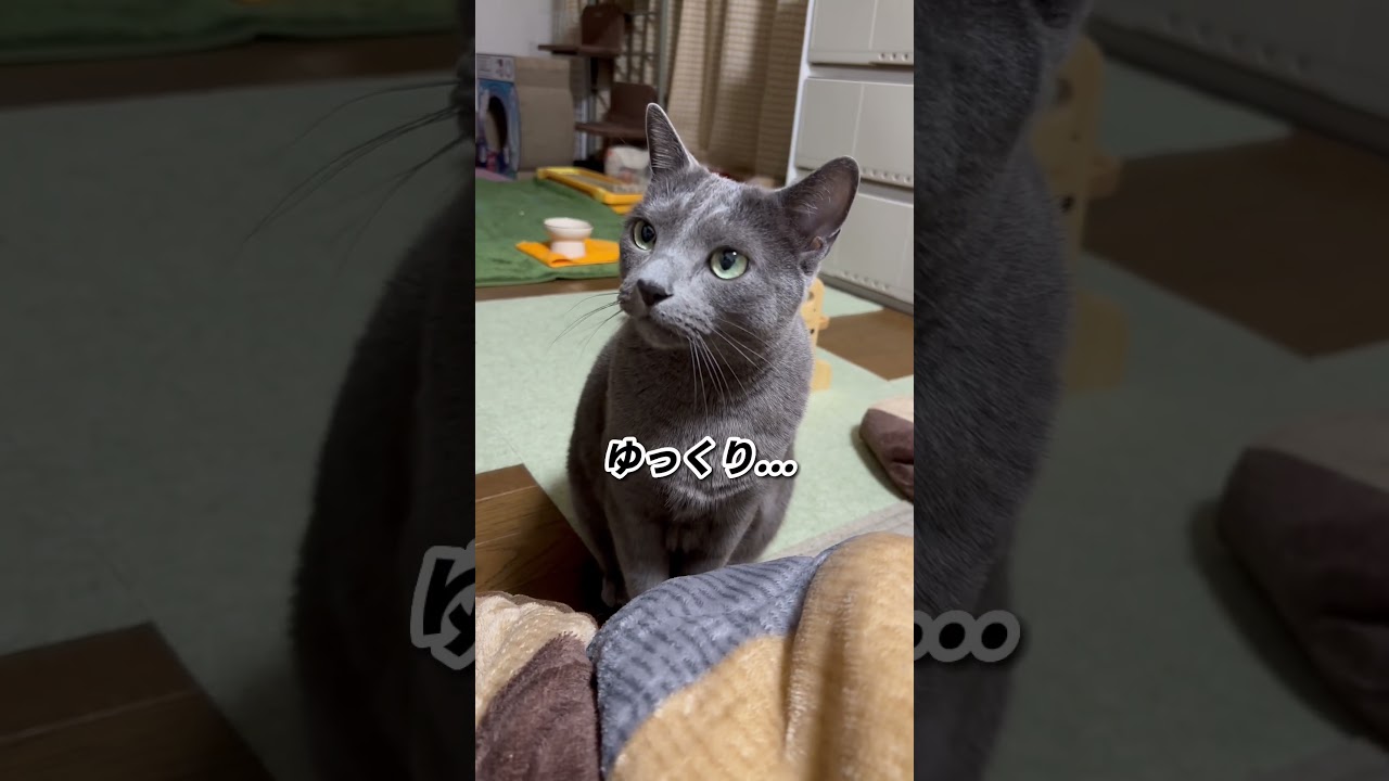 【ロシアンブルー】めろん、おねだり絶好調🤗来週もよろしくお願いします🍀🥰【猫】#shorts