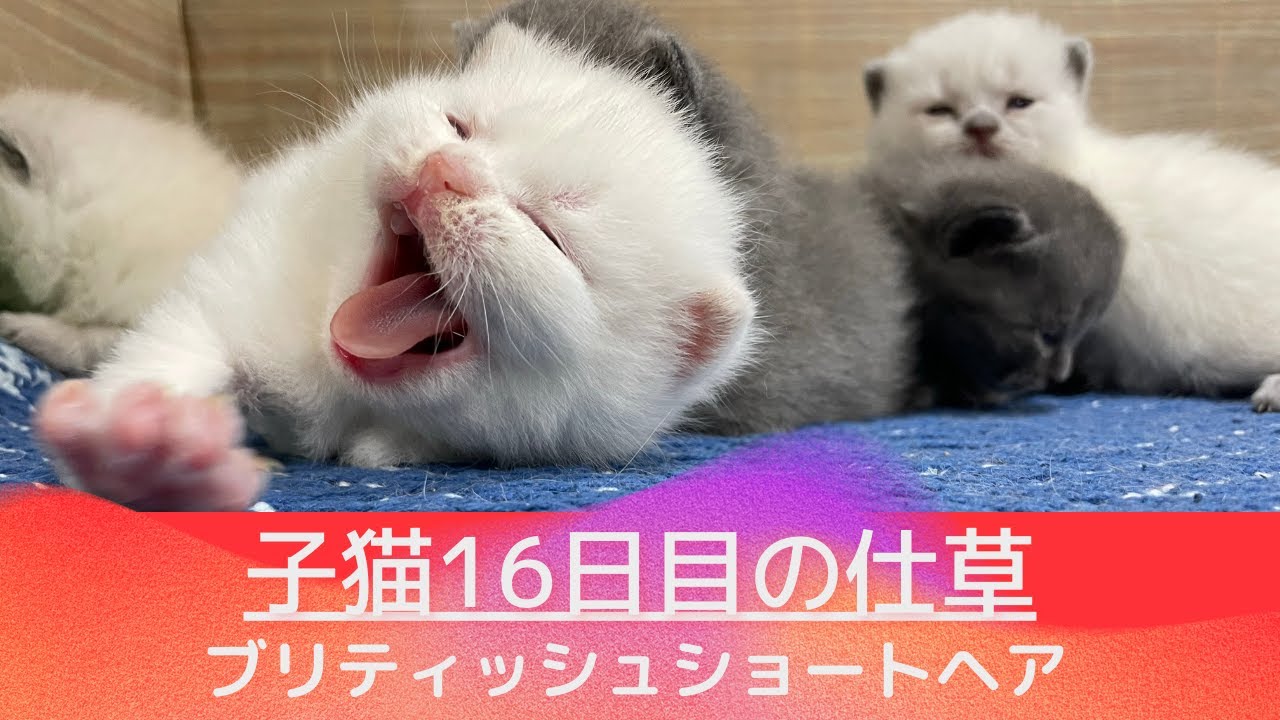 【ブリティッシュショートヘア子猫】ウフフと微笑ましい仕草