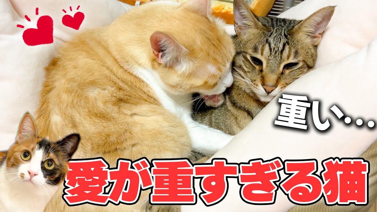 8年一緒にいてもお兄ちゃん猫が好きすぎる弟の愛が重すぎました(物理)