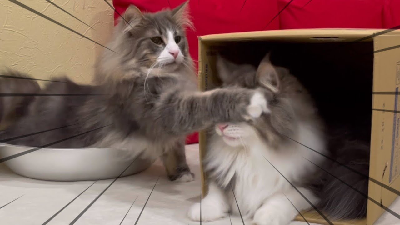 【顔面パンチ‼︎】兄弟で段ボール箱、争奪戦wwwノルウェージャンフォレストキャット❤︎