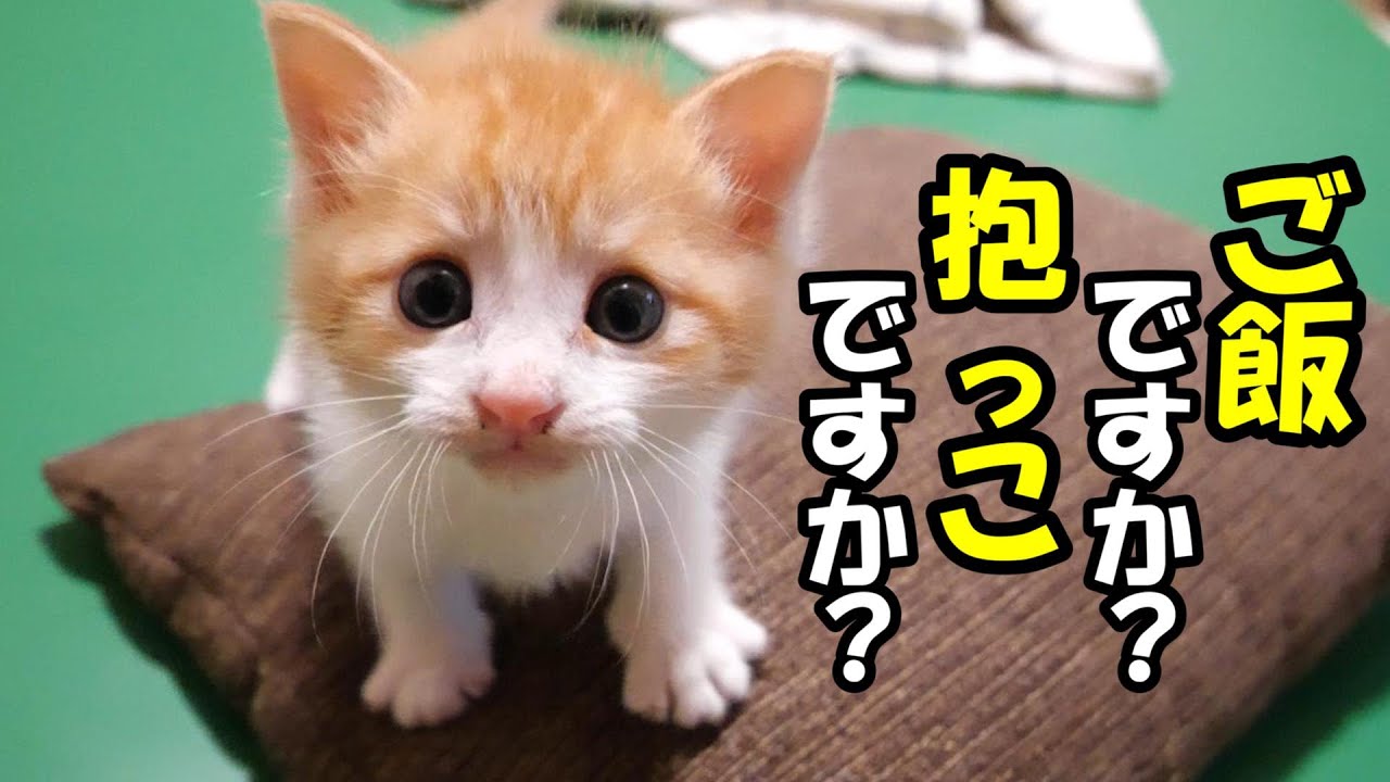 ふたりボッチの子猫が、かわいいクイズを出してくる【赤ちゃん猫　保護猫】