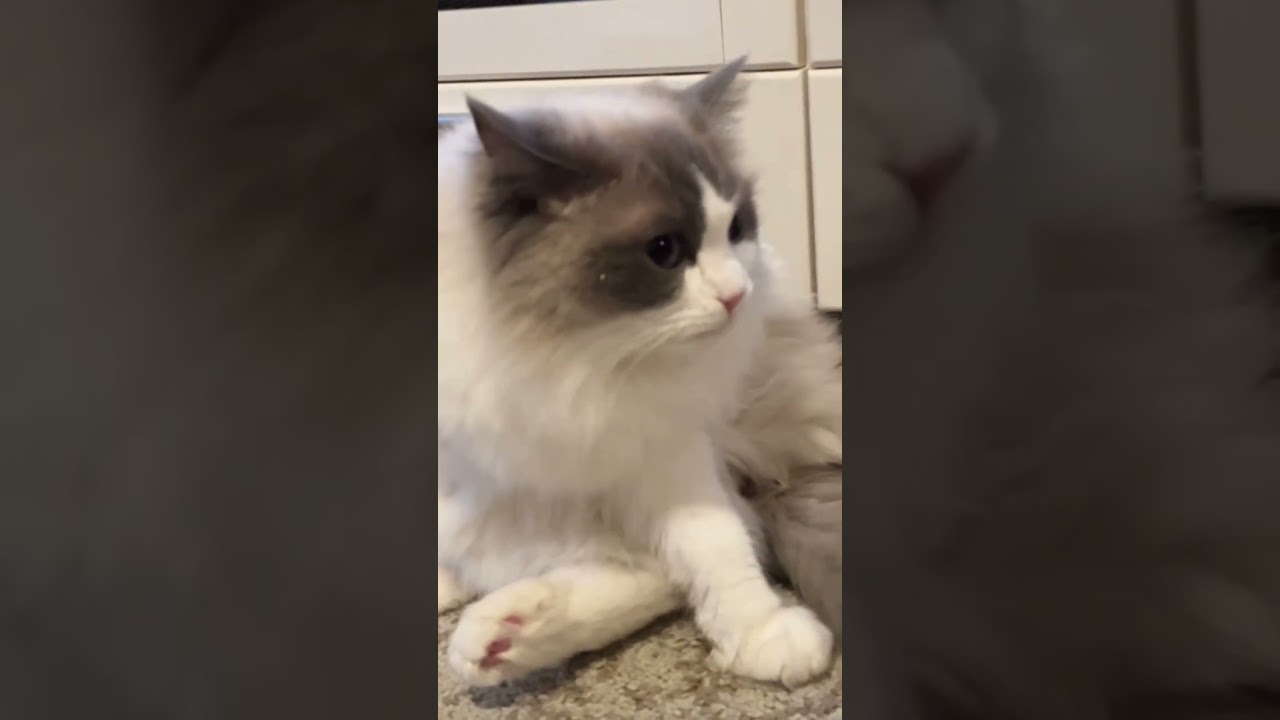 ぺろぺろした後の、くっせぇの顔 ラグドール 笑える動画 猫おもしろ動画 牙出てる 猫癒し動画 もふもふ ぬいぐるみ猫  人気猫 ブルーアイ @minamin.ch.2022