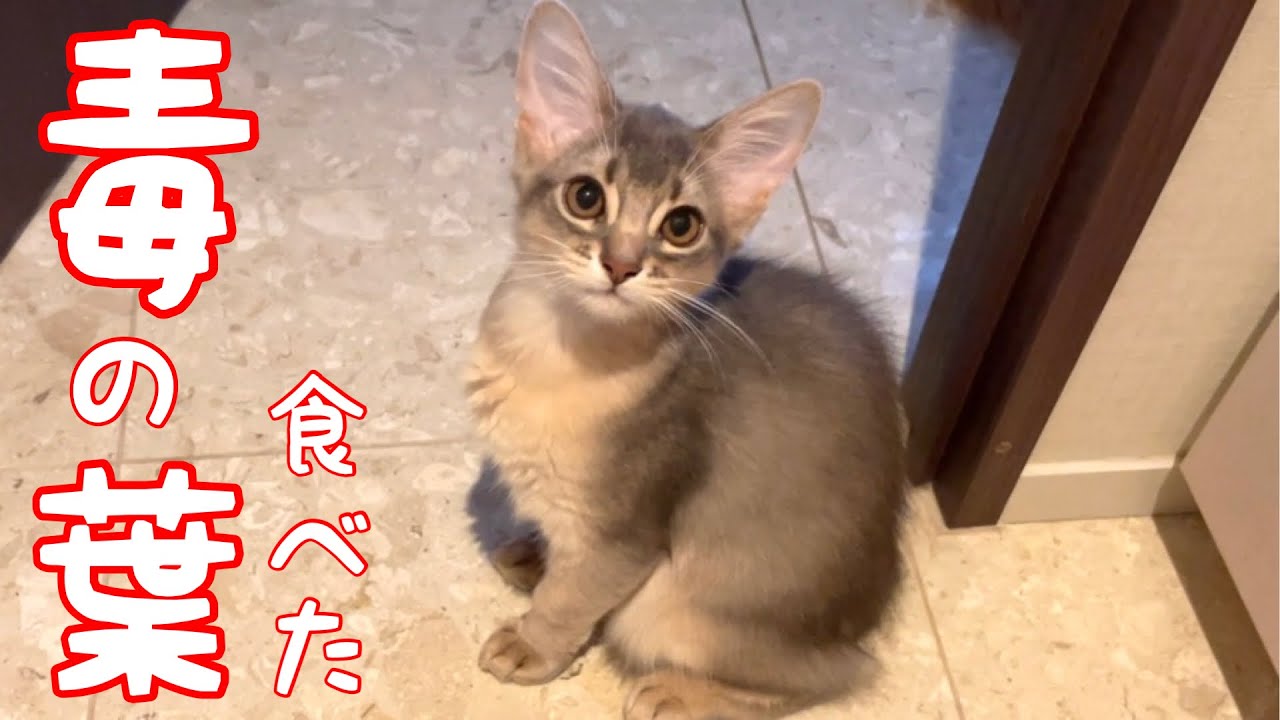 【癒し閲覧注意】毒の植物食べちゃった❣️【ソマリ】