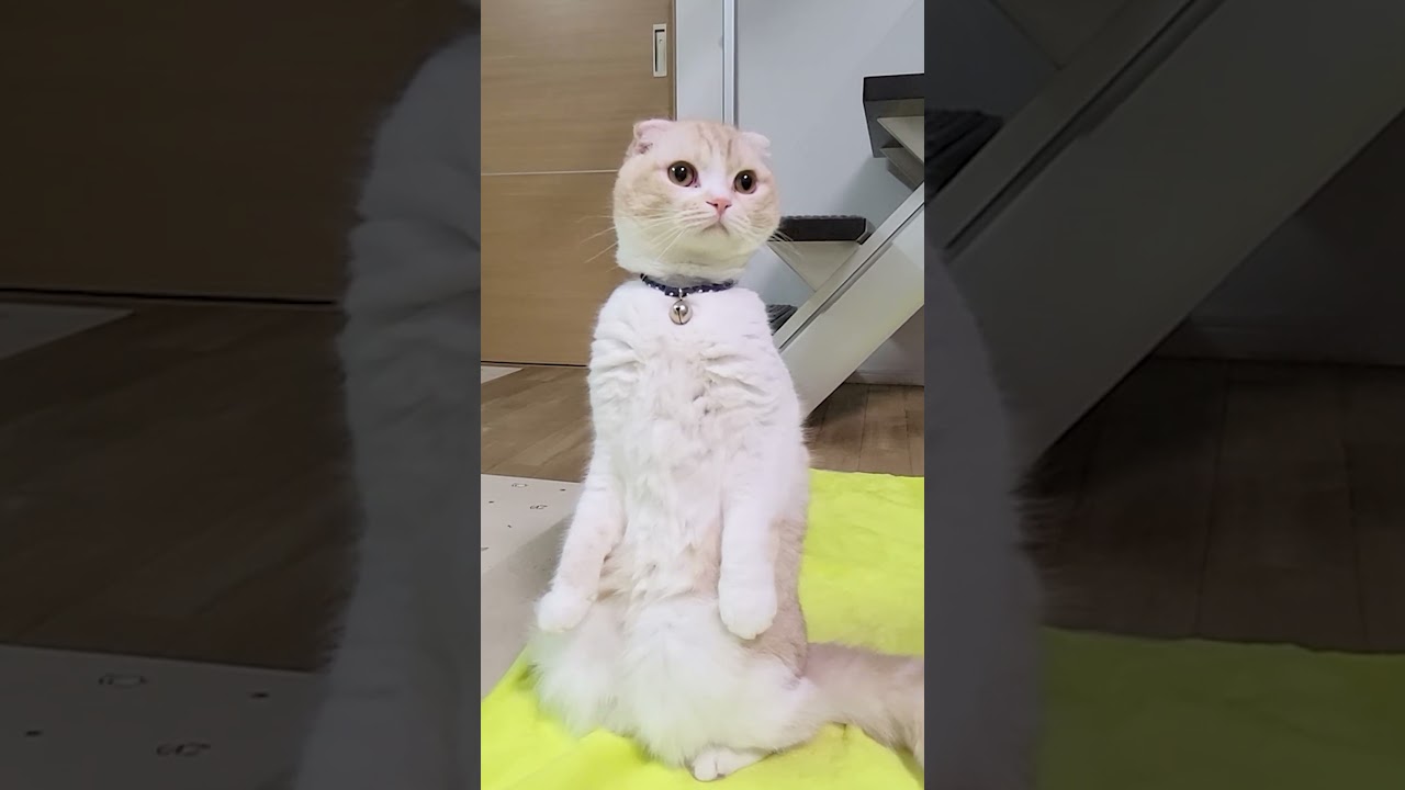 深夜２本足で立ってこっそり歩くところだった...#猫 #shorts
