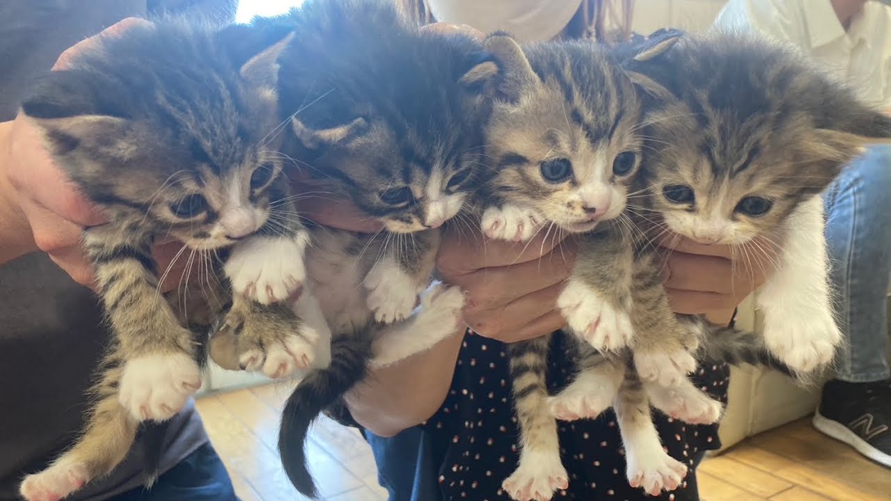 知人の家のお庭で生まれた子猫を引き取りました。